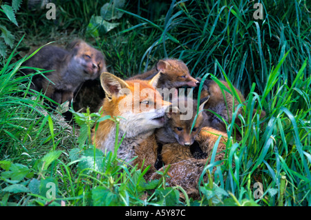 Roter Fuchs (Vulpes Vaulpes) Füchsin Erde Surrey Cubs am Eingang tendenziell Stockfoto