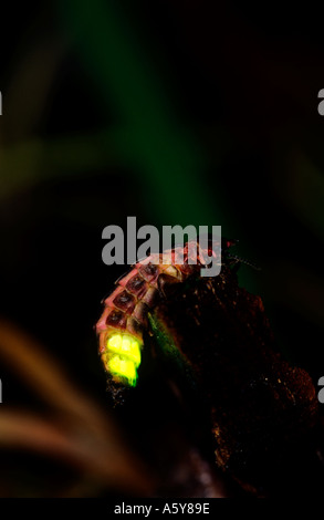 Glow Worm (Lampyris Noctiluca) weibliche Glühen auf Grass Stamm Chicksands Holz bedfordshire Stockfoto