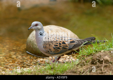 Schildkröte Taube Streptopelia Turtur am Gartenteich trinken Potton bedfordshire Stockfoto