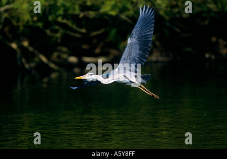 Graureiher (Ardea Cinerea) im Flug über Wasser St Albans Park hertfordshire Stockfoto