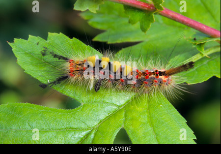 Die Vapourer Orgyia Antiqua Larven ernähren sich von Weißdorn Potton Bedfordshire Stockfoto