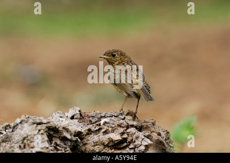 Young Robin Erithacus Rubecula thront auf alte Log alert Potton Bedfordshire suchen Stockfoto