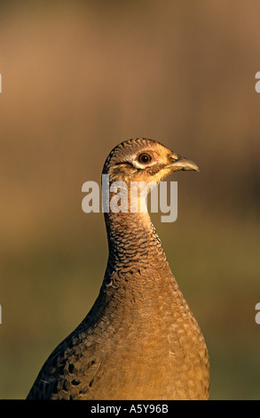 Henne Fasan Phasianus Colchicus Nahaufnahme des Kopfes alert Potton Bedfordshire suchen Stockfoto