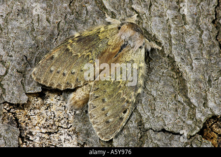 Hummer-Moth (Stauropus Fagi) im Ruhezustand auf Buche Stamm Potton bedfordshire Stockfoto