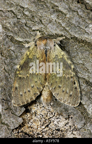 Hummer Moth Stauropus Fagi in Ruhe auf Buche Rinde Potton bedfordshire Stockfoto