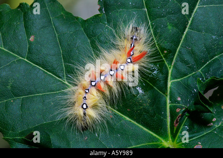 Der Bergahorn (Acronicta Aceris) auf Ahorn Blatt Potton bedfordshire Stockfoto