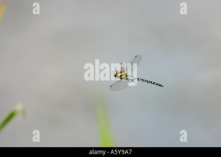 Südlichen Hawker Aeshna Cyanea schwebenden Priorat im Flug Parken Bedford bedfordshire Stockfoto