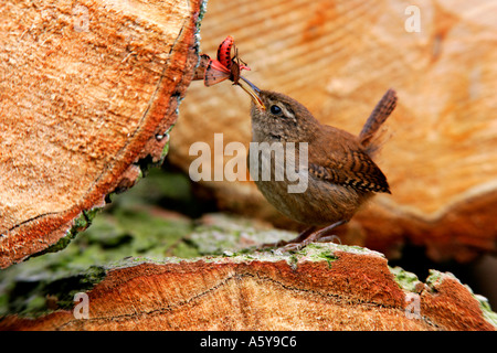 Zaunkönig Troglodytes Troglodytes mit Ruby Tiger Moth Phragmatobia Fuliginosa im Schnabel auf Holzstapel Potton bedfordshire Stockfoto