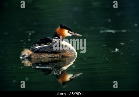 Haubentaucher (Podiceps Cristatus) mit jungen Reiten auf Rückseite mit Spiegelbild im Wasser Priorat Parken bedford Stockfoto