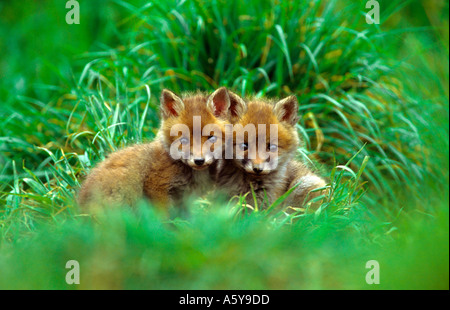 Rotfuchs Vulpes Vaulpes jungen sitzen zusammen suchen nette Potton bedfordshire Stockfoto