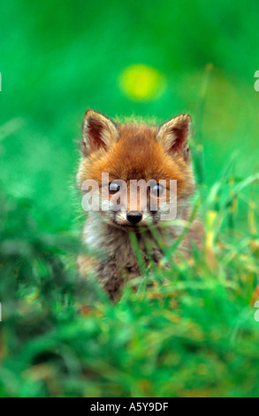 Rotfuchs Vulpes Vaulpes Cub Suche über Grass Büschel Potton bedfordshire Stockfoto