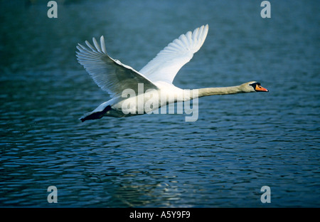 Höckerschwan (Cygnus Olor) Taking Off niedrig über Wasser Paxton Gruben cambridgeshire Stockfoto