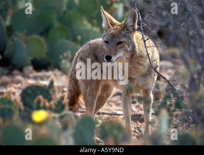 Kojoten im Pinsel in Arizona Stockfoto