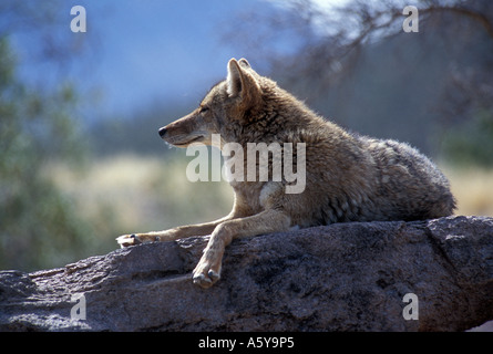 Coyote sitzt auf Felsen in Arizona Stockfoto