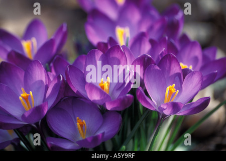 Krokusse am späten Nachmittag Sonne Stockfoto