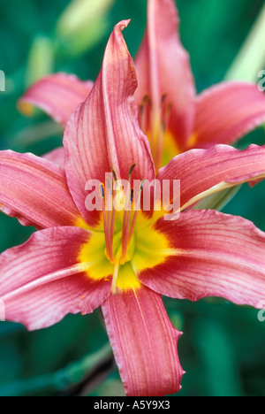 Paar von Lilien Stockfoto