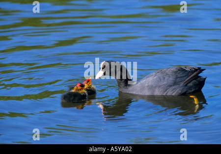 Blässhuhn (Fulica Atra) auf offenes Wasser mit 2 Küken berühren Schnäbel St Albans Parken hertfordshire Stockfoto