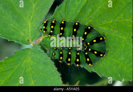 Kaiser-Motte (Saturnia Pavonia) Larven ernähren sich von Bramble Blatt Potton bedfordshire Stockfoto