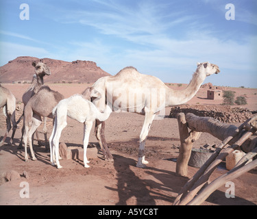 Kamele und nomadischen Männer in der Nähe von Wasser Waschbecken in der Wüste, Sudan Stockfoto