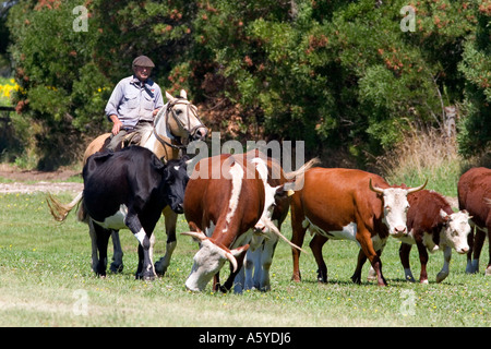 Gaucho Cowboy auf dem Rücken der Pferde in der Nähe von Neccochea, Argentinien. Stockfoto