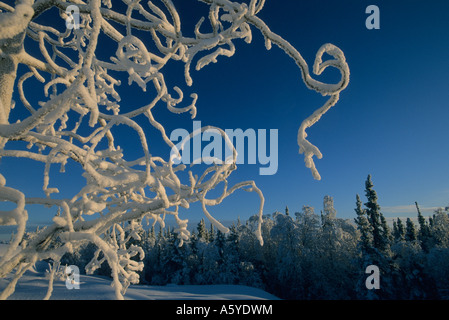 Eisbedeckten Bäume im Winter, Bereich Yellowknife, Northwest Territories, Kanada Stockfoto