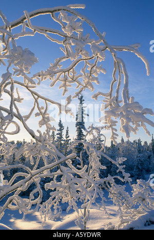 Eisbedeckten Bäume Winter, Yellowknife Bereich, Northwest Territories, Kanada Stockfoto