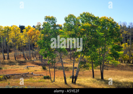 Aspen Baumgruppe Populus Tremuloides im Spätsommer grüne Laub vor blauem Himmel Stockfoto