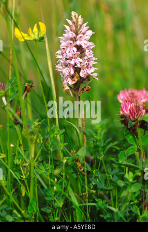 Gemeinsamen entdeckt Orchidee Dactylorhiza Fuchsii zwischen wilden Blumen und Gräser Stockfoto