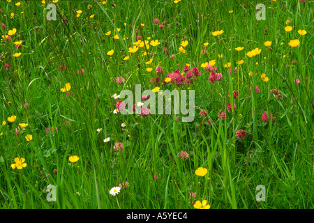 Wildblumen wachsen unter den Gräsern im oberen Weardale Stockfoto