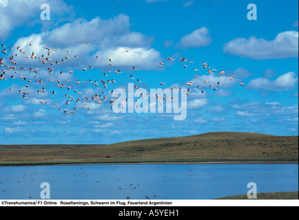 Herde von Rosaflamingos (Phoenicopterus Roseus) fliegen über See, Argentinien Stockfoto