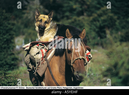 Deutscher Schäferhund liegend auf dem Rücken der Pferde, Patagonien, Argentinien Stockfoto