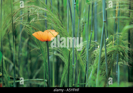 Klatschmohn (Papaver Rhoeas) wächst zwischen Getreide, Deutschland Stockfoto