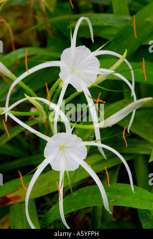 Hymenocallis littoralis eine der Pflanzenarten, bekannt als die Spinnenlilie Stockfoto