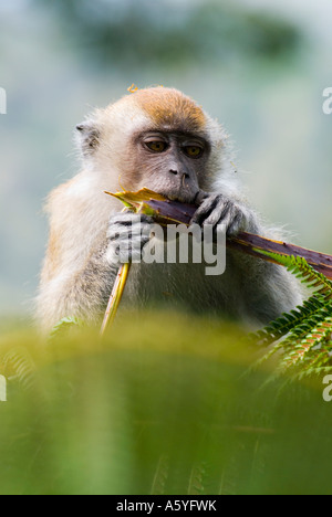 Langschwanzaffen auf dem Penang Hill in Malaysia Stockfoto