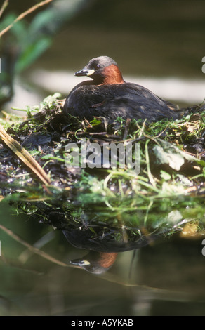 Zwergtaucher auf Nest sitzen Stockfoto