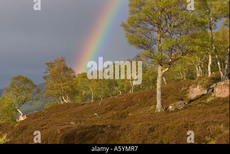 Scottish Highland Szene - Regenbogen und Landschaft über Birkenwald, Braemar, Aberdeenshire, Schottland, UK Stockfoto