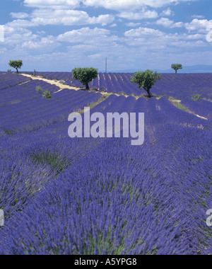 Lavendel Feld unter bewölktem Himmel, Valensole, Provence, Frankreich Stockfoto