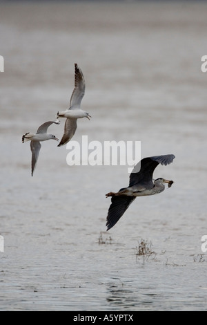 Graureiher Ardea Cineria die eine Wühlmaus verfolgten zwei schwarze Leitung Möwen gefangen hat Stockfoto