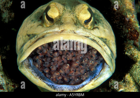 Männliche Dendriric Kieferfischen Opistognathus Dendriticus Inkubation von Eiern in den Mund Coron Philippinen Stockfoto