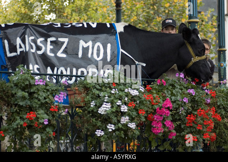 Kuh mit Slogan in einer Demonstration von Bauern in der Stadt Morlaix in Morlaix Bretagne Finistere Stockfoto