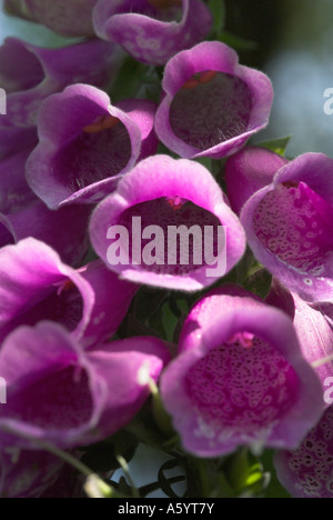 Wilde Fingerhut Blumen wachsen In Hampshire UK Stockfoto