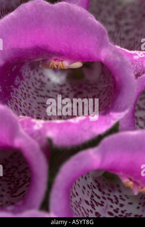 Fingerhut-Blumen Stockfoto