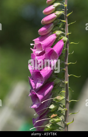 Wilde Fingerhut Blumen wachsen In Hampshire UK Stockfoto