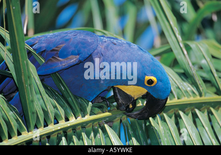 Nahaufnahme der Hyazinth-Ara (Anodorhynchus Hyacinthinus) hocken auf Baum, Pantanal, Mato Grosso, Brasilien Stockfoto