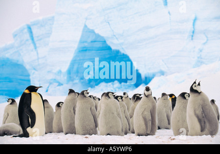 Kaiserpinguine (Aptenodytes Forsteri) auf Schnee, Antarktis Stockfoto
