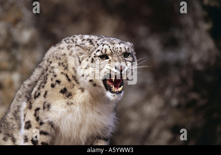 Schneeleopard (Panthera Uncia) Knurren Stockfoto