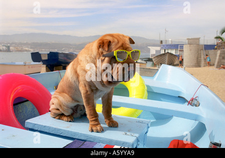 Urlaub Hund mit Sonnenbrille im Urlaub sitzt in bunten Fischen Boot am Strand Stockfoto