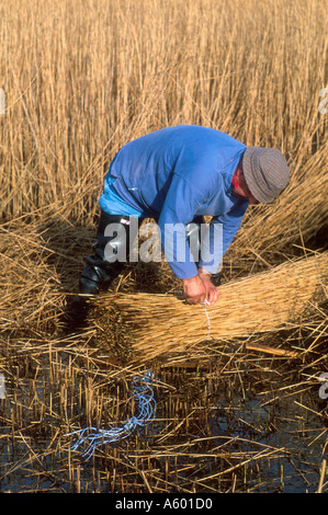 ERIC EDWARDS REED CUTTER DEMONSTRIERT FÄHIGKEIT DES REED BINDEN WIE HILL NORFOLK EAST ANGLIA ENGLAND UK Stockfoto