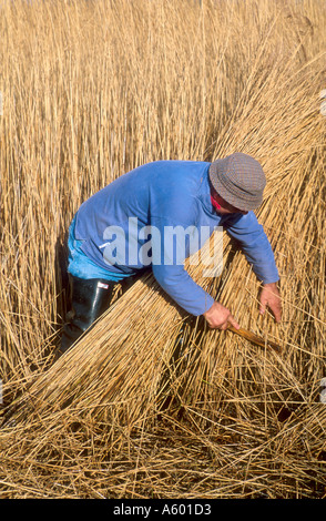 ERIC EDWARDS SCHILFSCHNEIDEMASCHINE Sammeln von Schilf, wie HILL EAST ANGLIA NORFOLK ENGLAND ENGLAND Stockfoto