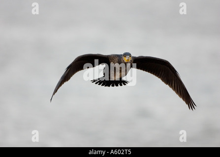 Kormoran herein, bei Flut Roost auf kleines Auge Hilbre Insel Dee Mündung zu landen Stockfoto